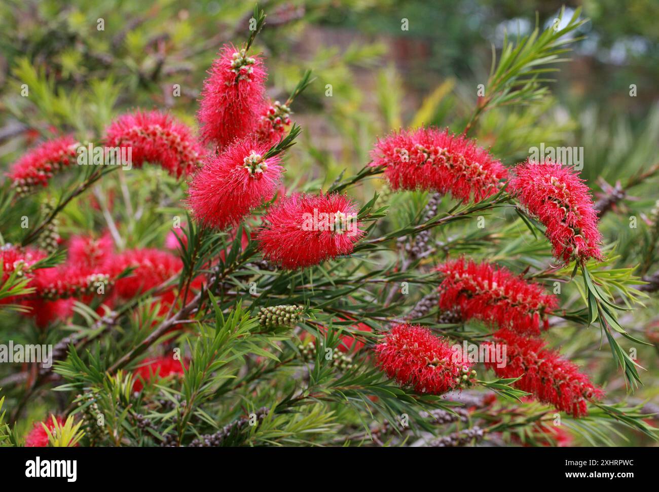 Tonghi Bottlebrush, Melaleuca subulata syn. Callistemon subulatus, Myrtaceae. Südostaustralien. Stockfoto