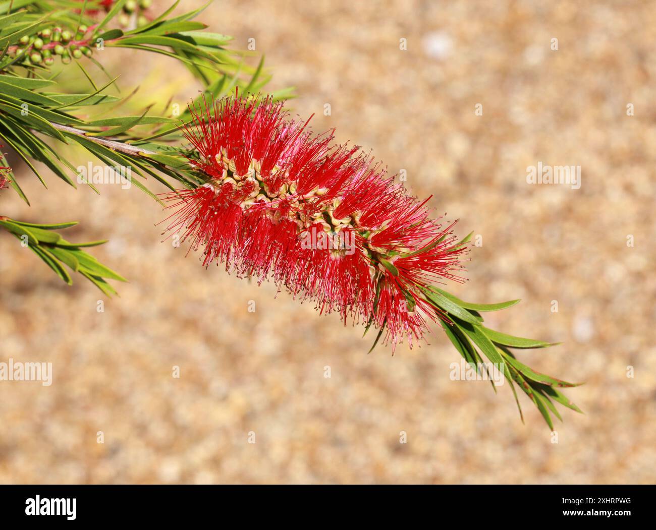 Tonghi Bottlebrush, Melaleuca subulata syn. Callistemon subulatus, Myrtaceae. Südostaustralien. Stockfoto