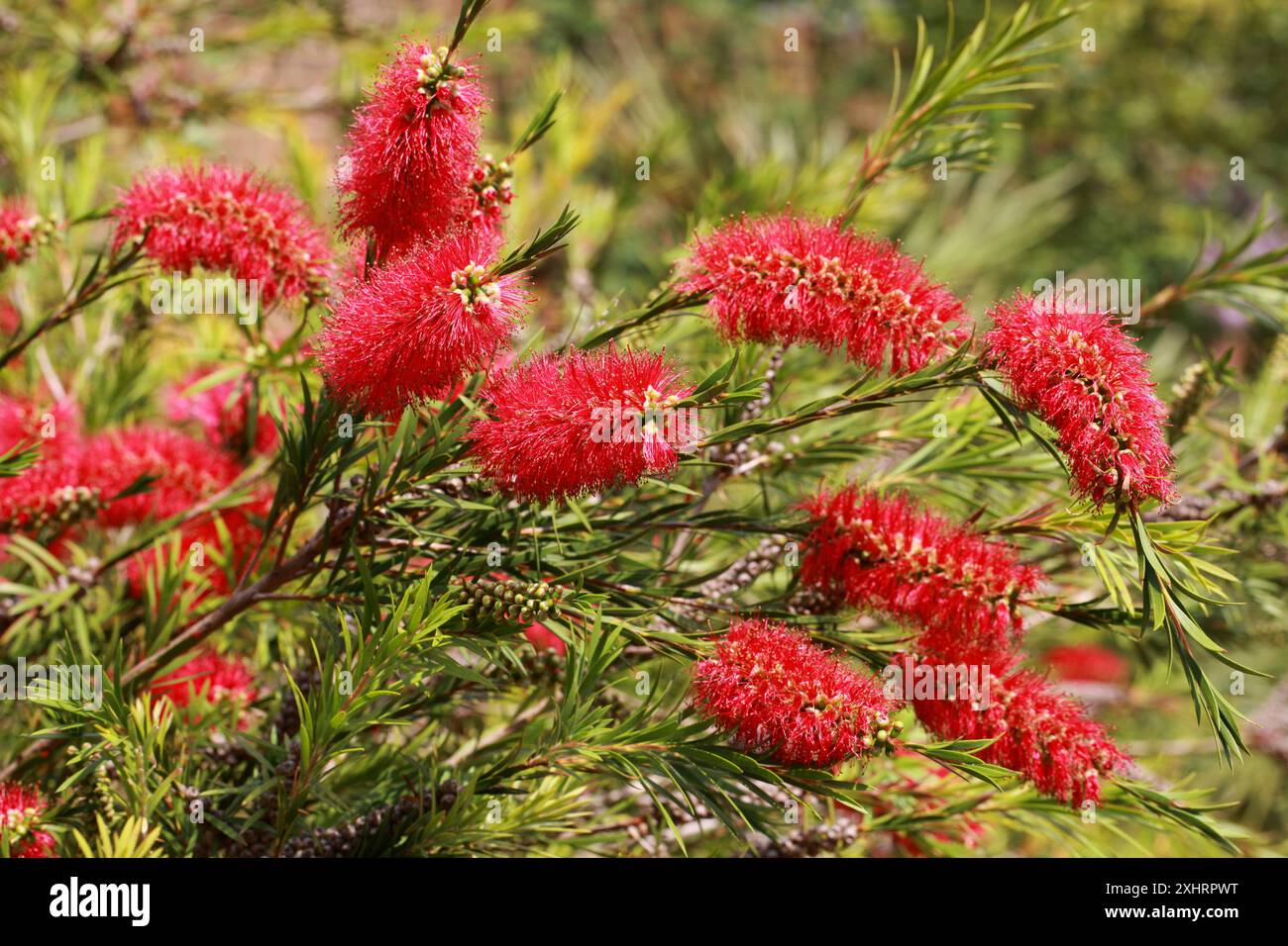 Tonghi Bottlebrush, Melaleuca subulata syn. Callistemon subulatus, Myrtaceae. Südostaustralien. Stockfoto