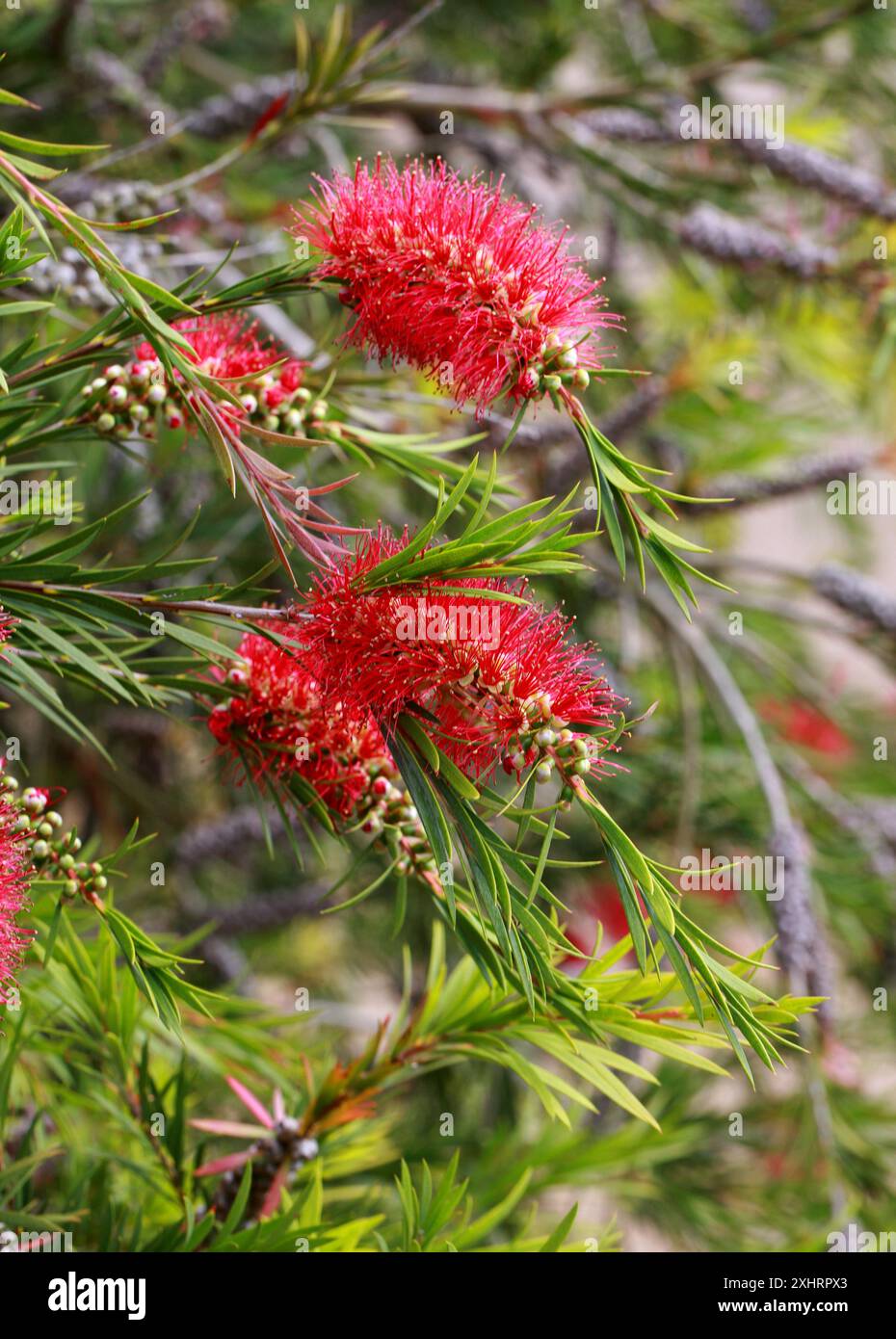 Tonghi Bottlebrush, Melaleuca subulata syn. Callistemon subulatus, Myrtaceae. Südostaustralien. Stockfoto