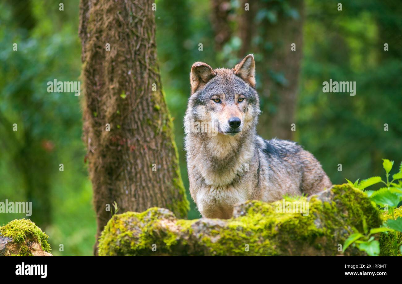 Porträt eines grauen Wolfes, fotografiert im Wald Stockfoto