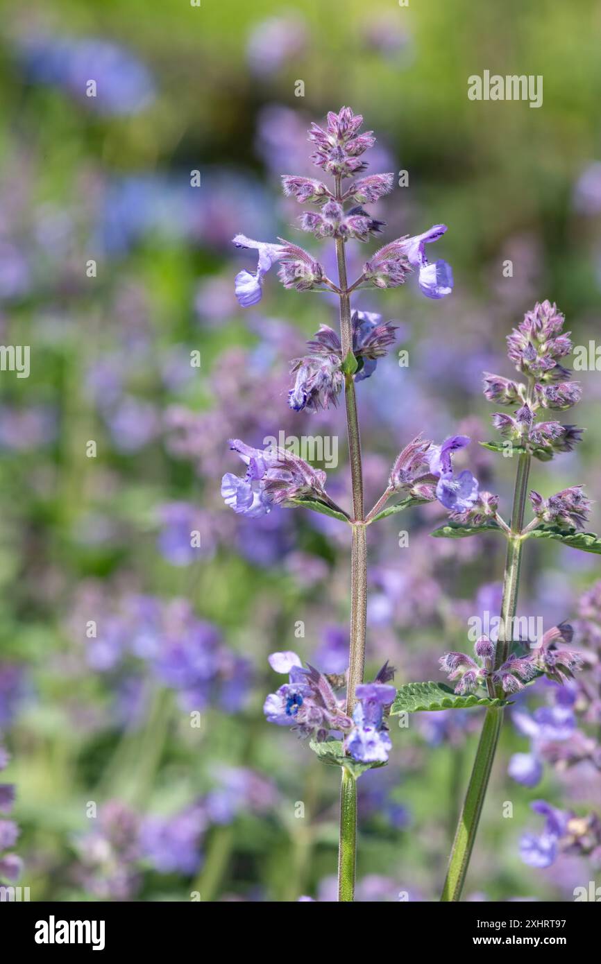 Nahaufnahme von Blüten der kleinen Katzenminze (nepeta nepetella) in Blüte Stockfoto