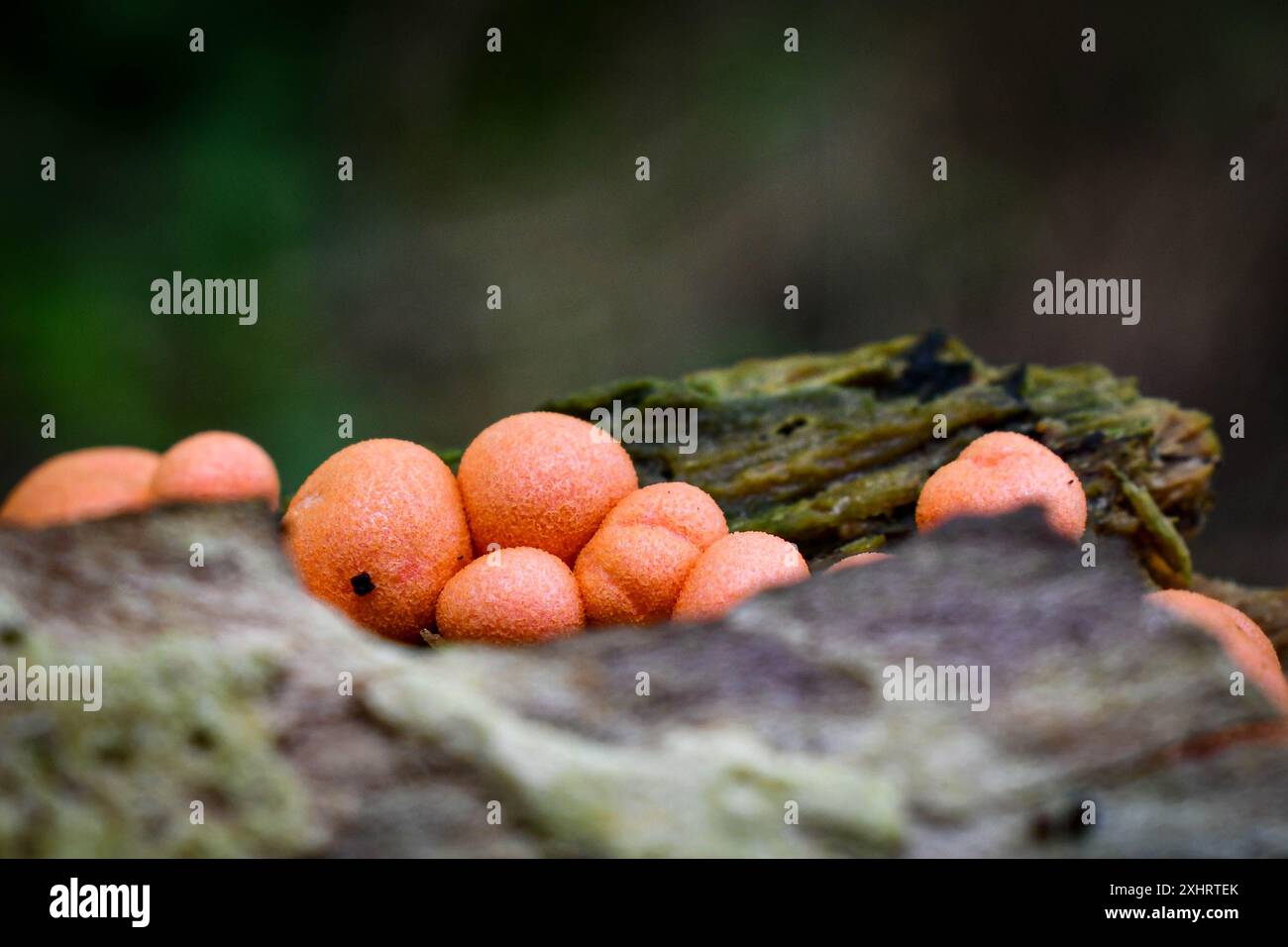 wolfs Milchschleimform Stockfoto