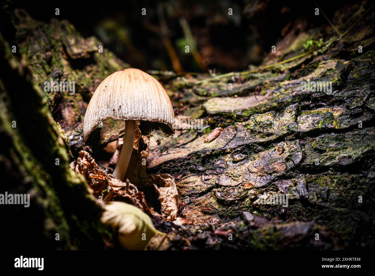 Unbekannter Pilz im Wald Stockfoto