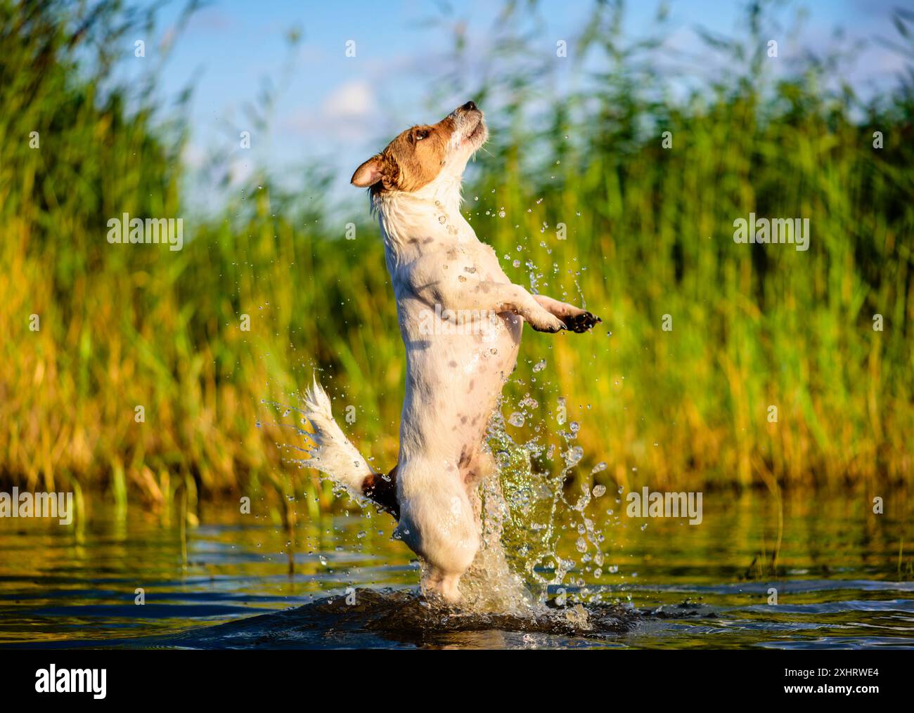 Ein Hund, der am Strand am Fluss spielt, springt direkt nach oben und schnappt sich ein Spielzeug. Hund, der Wasserspritzer in wunderschönem Sonnenuntergang macht Stockfoto