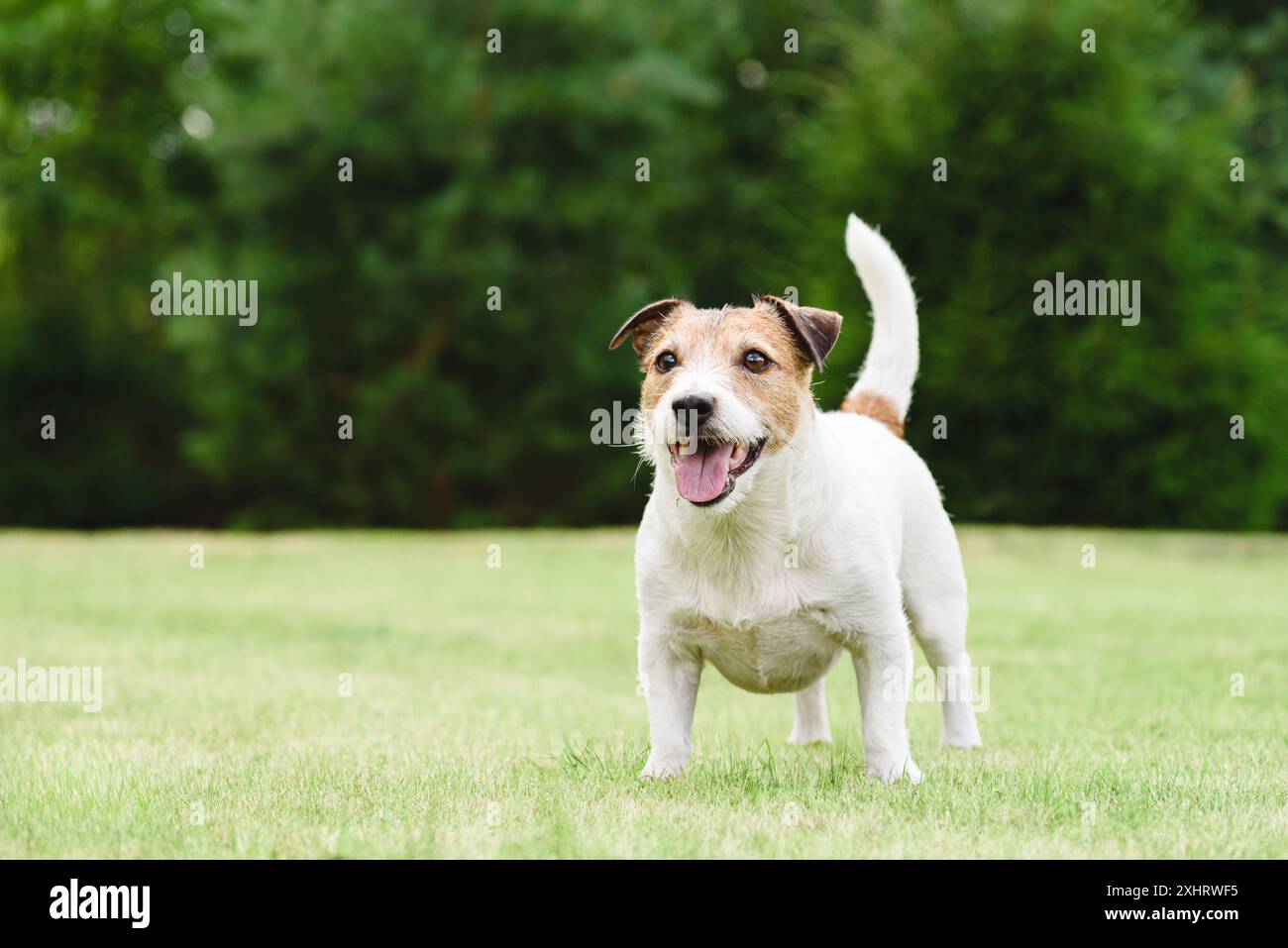 Fröhlich verspielter Hund, der am Sommertag auf grünem Rasen spielt. Porträt eines aktiven gesunden Hundes. Stockfoto