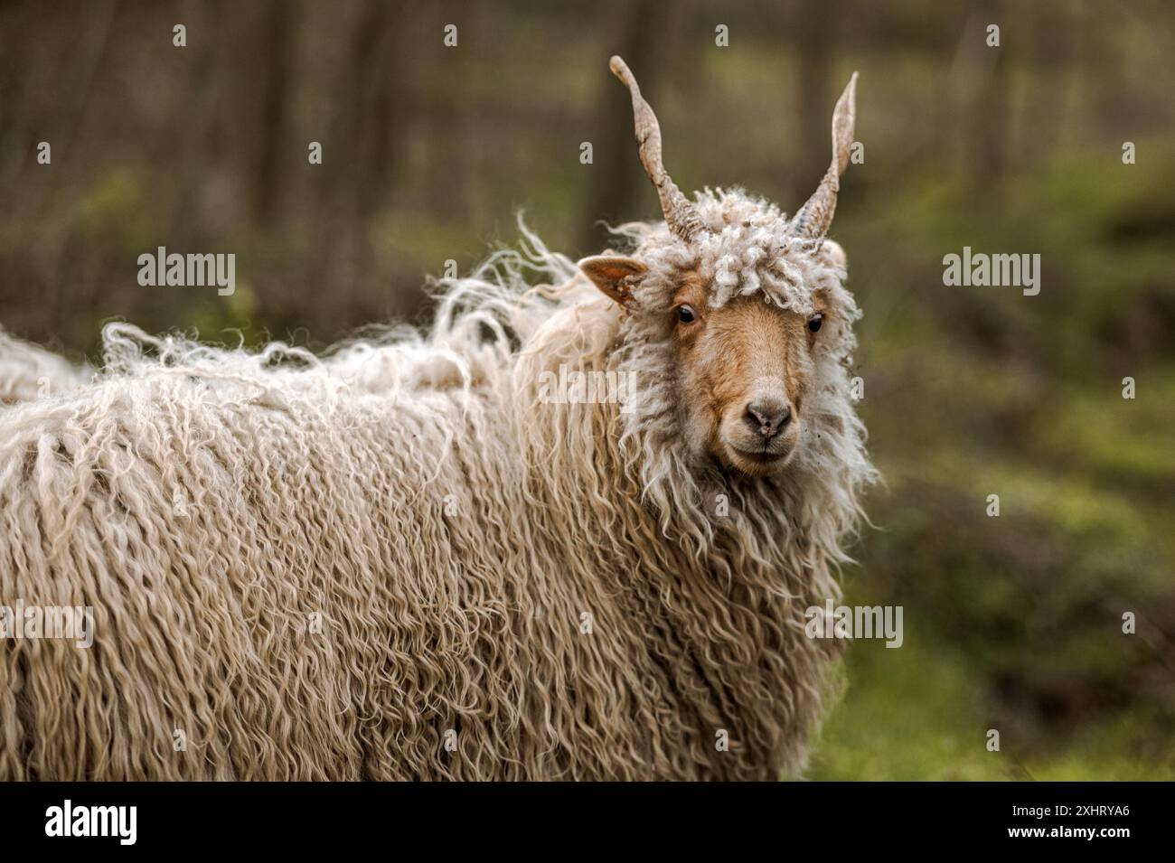 Der ungarische Racka hüpft im Winter auf dem Feld Stockfoto