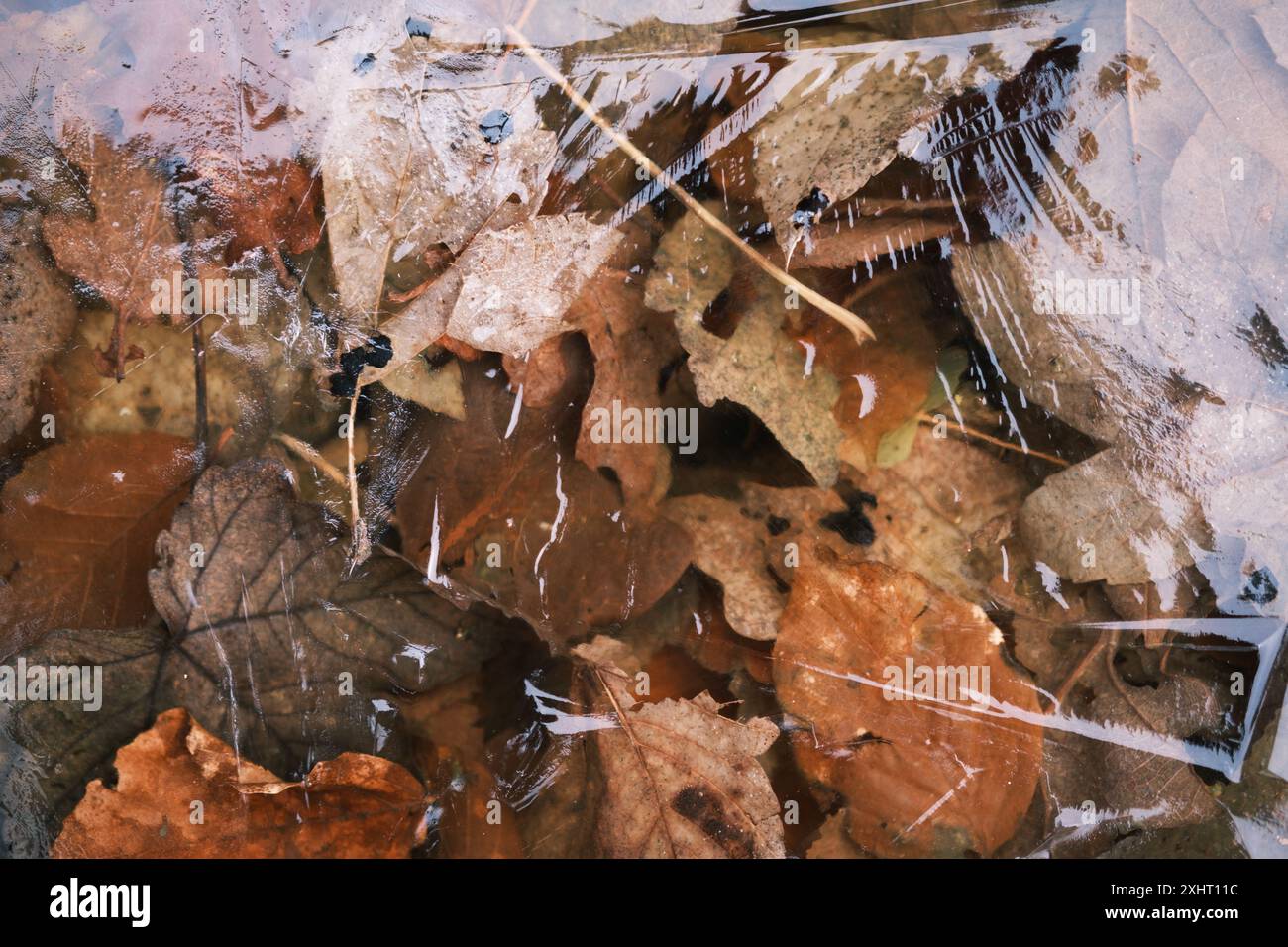 Herbstblätter gefroren unter Eis in Einem See im Winter Stockfoto