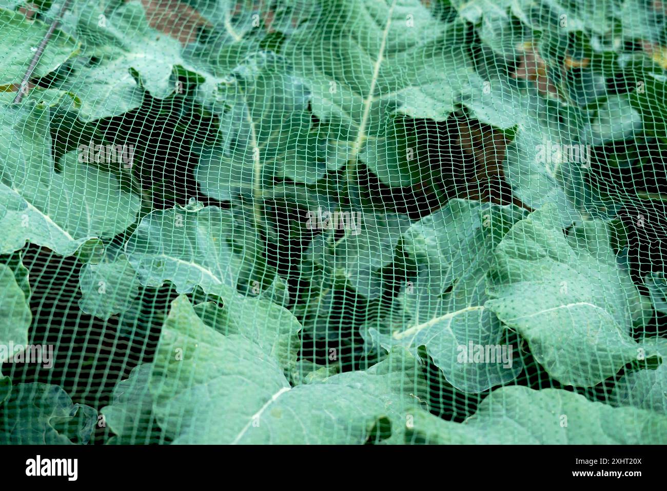 Kohlblätter im Gemüsegarten unter Netzgewebe - Schutz vor Schädlingen ohne Einsatz von Pestiziden. Nahaufnahme Stockfoto