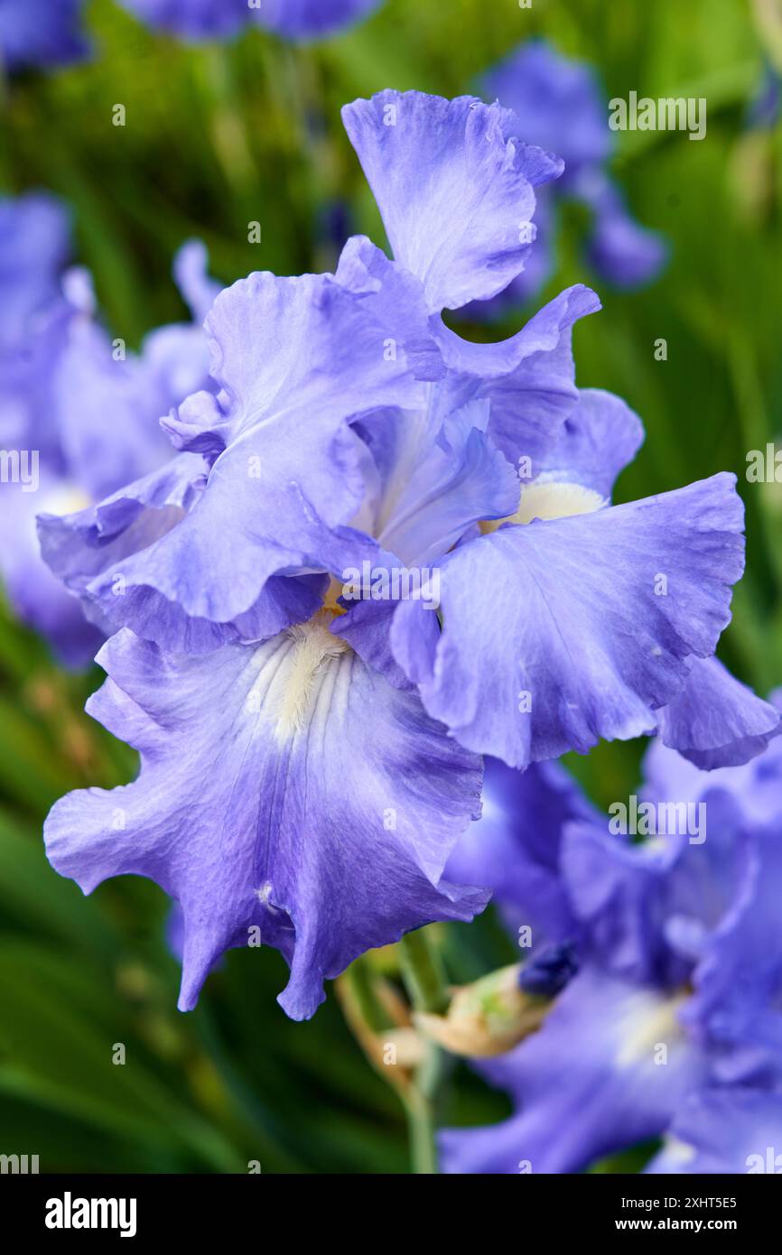 Iris des Jardins, Iris germanica, Jardin des Tuileries, Paris, Frankreich, Europa Stockfoto