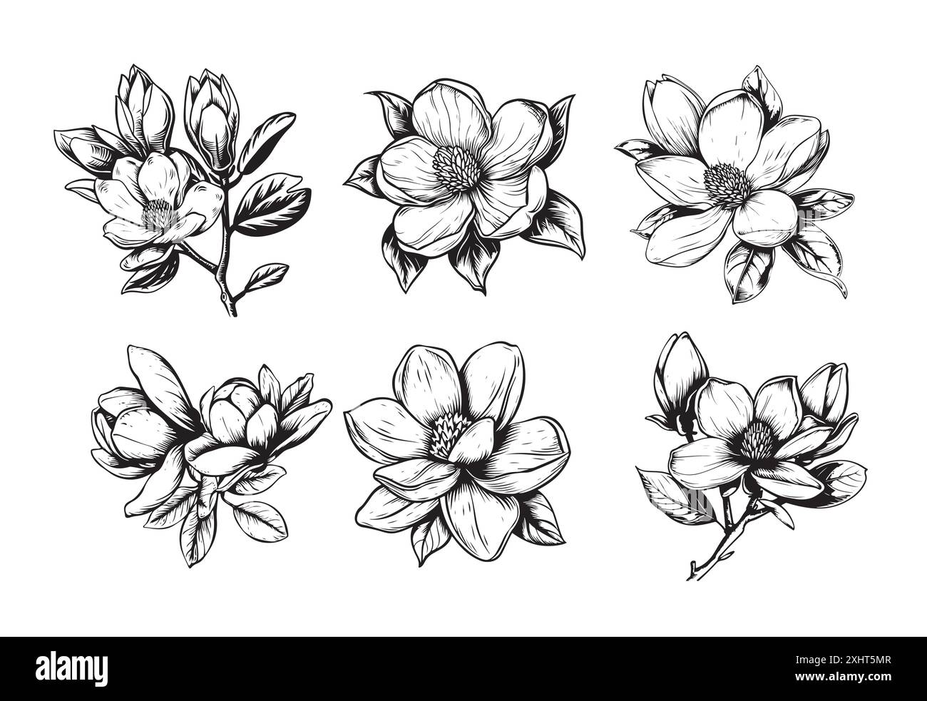 Sketch Botanik-Kollektion Mit Blumenmuster. Magnolienblumenzeichnungen. Schwarz-weiß mit Strichgrafik auf weißem Hintergrund. Handgezeichnete Botanische Illustrationen. Vec Stock Vektor