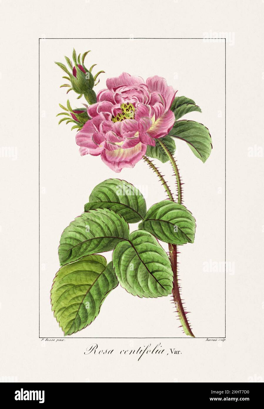 Vintage botanische Blume Illustration aus einem französischen Buch aus dem 19. Jahrhundert, das nützliche und dekorative Pflanzen zeigt. Stockfoto