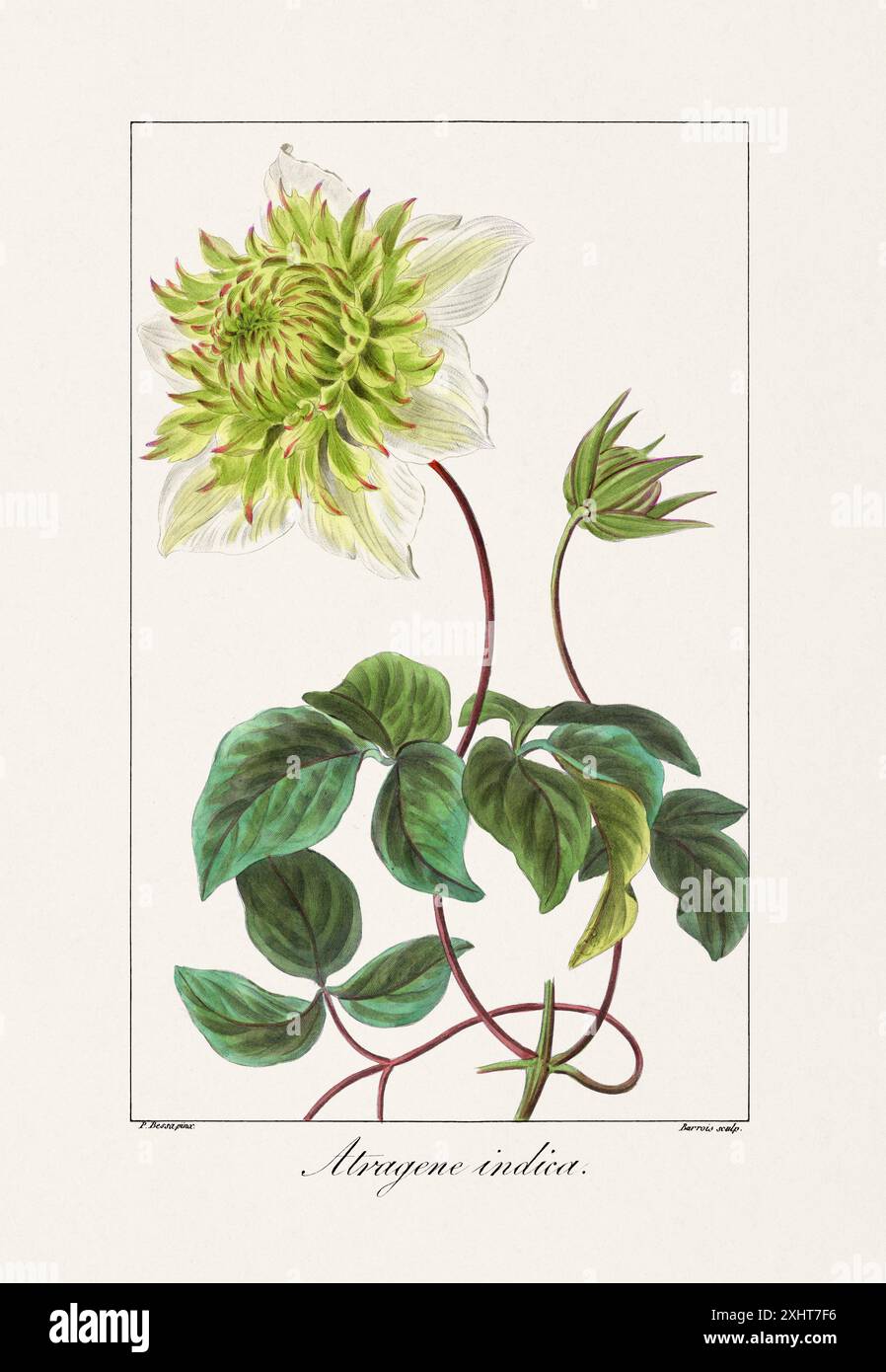 Vintage botanische Blume Illustration aus einem französischen Buch aus dem 19. Jahrhundert, das nützliche und dekorative Pflanzen zeigt. Stockfoto