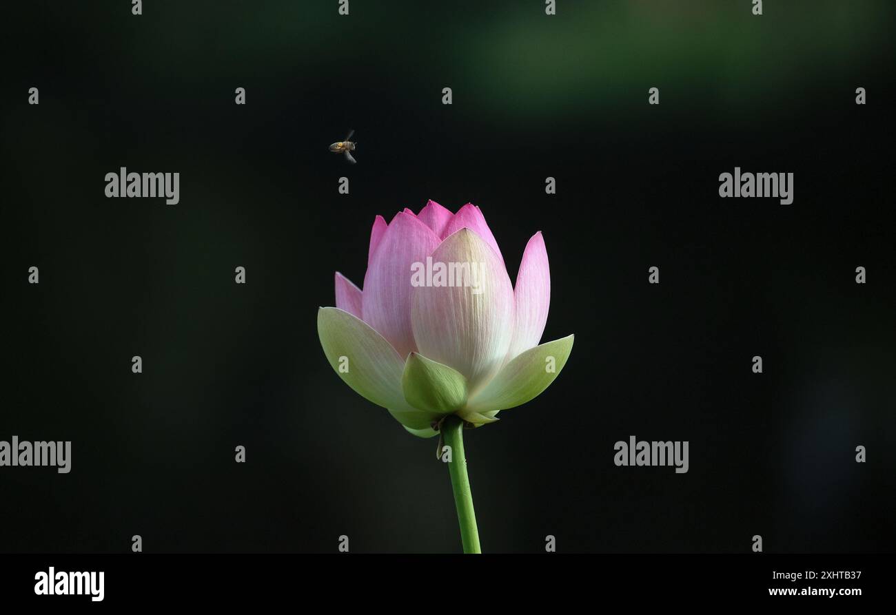 Royal Botanic Gardens of Victoria in Melbourne, Australien. Eine wunderschöne rosa, weiße und gelbe Lotusblume in den Gärten. Stockfoto