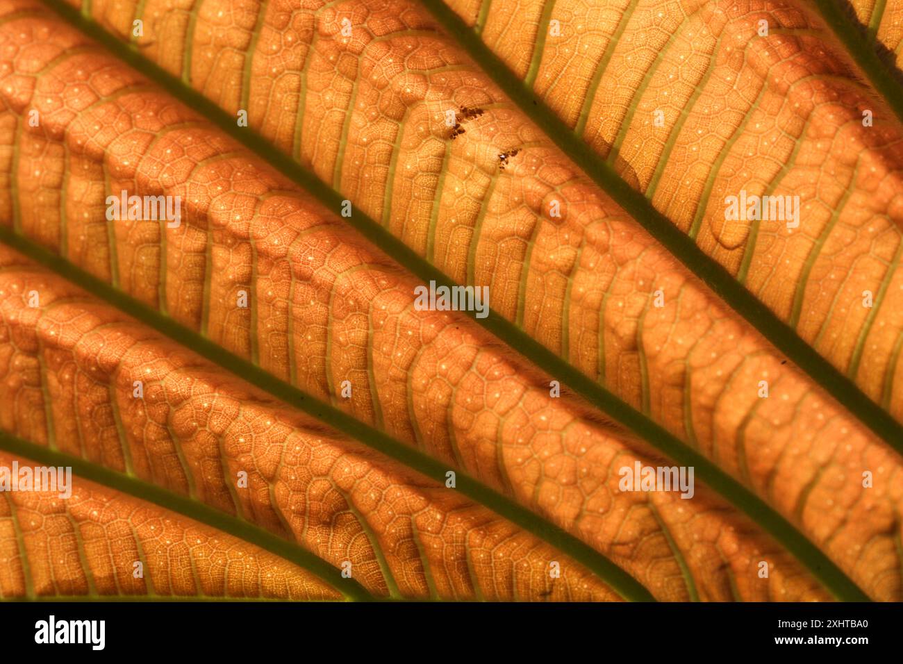 Royal Botanic Gardens of Victoria, Melbourne Australien. Texturen und Formen der Blätter eines Moraceae-Baumes. Stockfoto