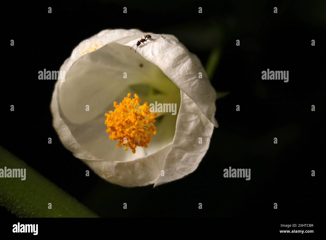 Royal Botanic Gardens Melbourne, Australien. Ein Makrofoto eines Hibiskus der Weißen Laterne mit einer Ameise. Stockfoto