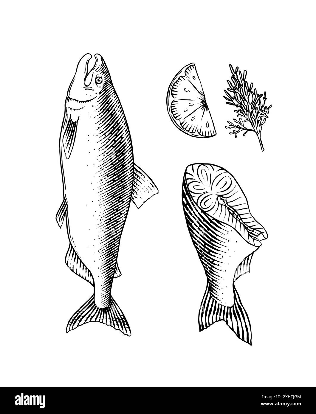Fischskizze. Lachsfilet, Tinte Hand gezeichnete Vektor-Illustration ...