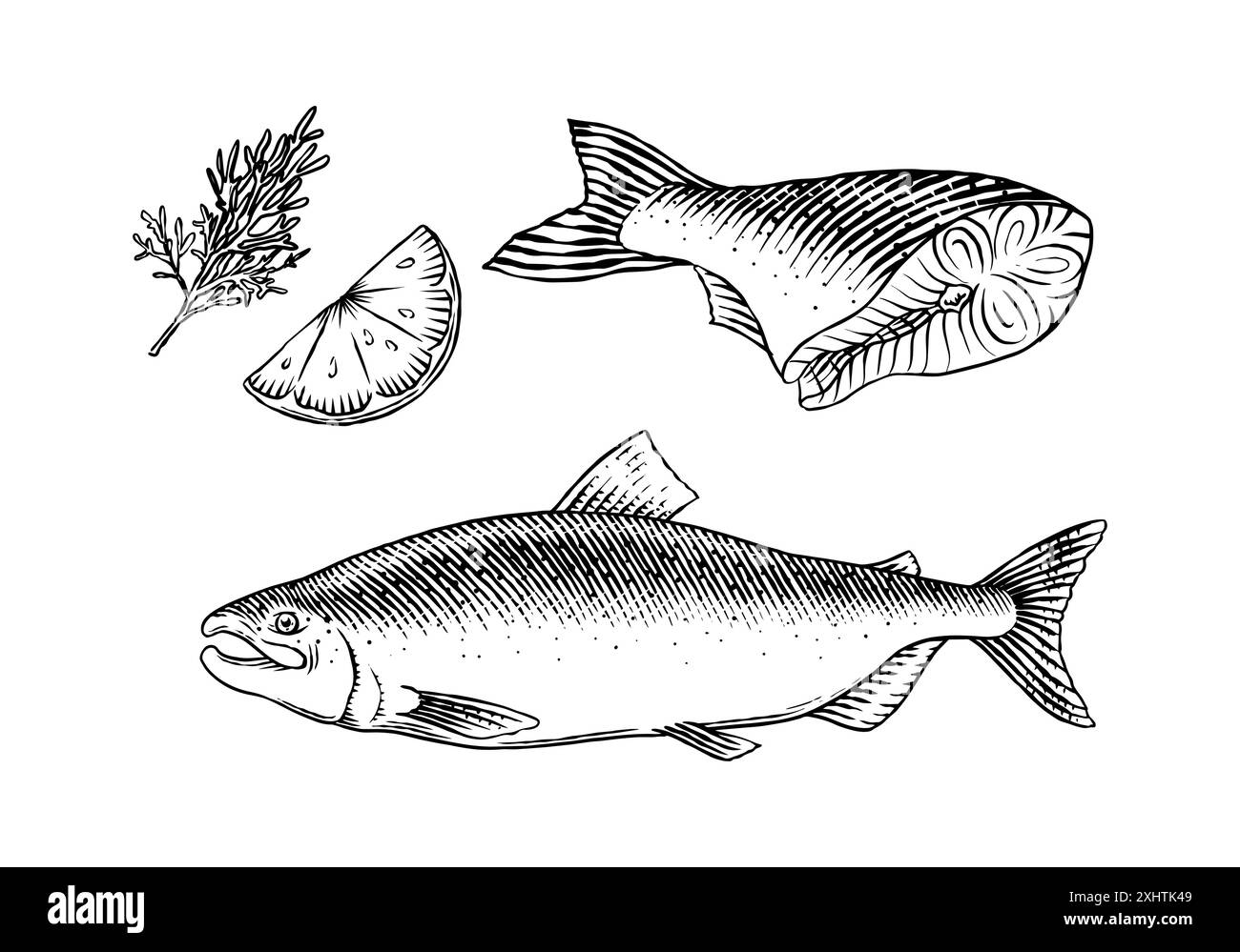 Fischskizze. Lachsfilet, Tinte Hand gezeichnete Vektor-Illustration ...
