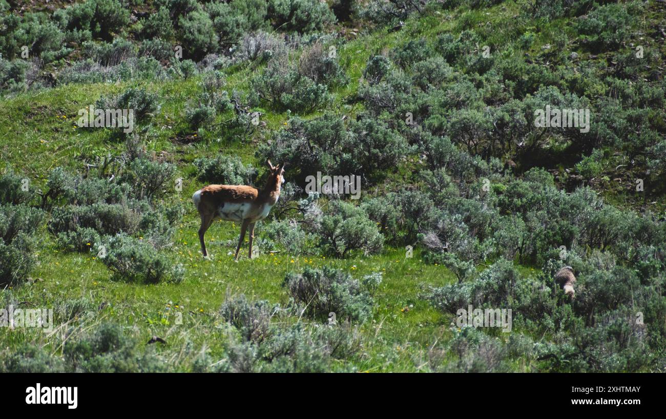 Pronghorn sucht den Kojoten, der sich im Sagebrush versteckt Stockfoto