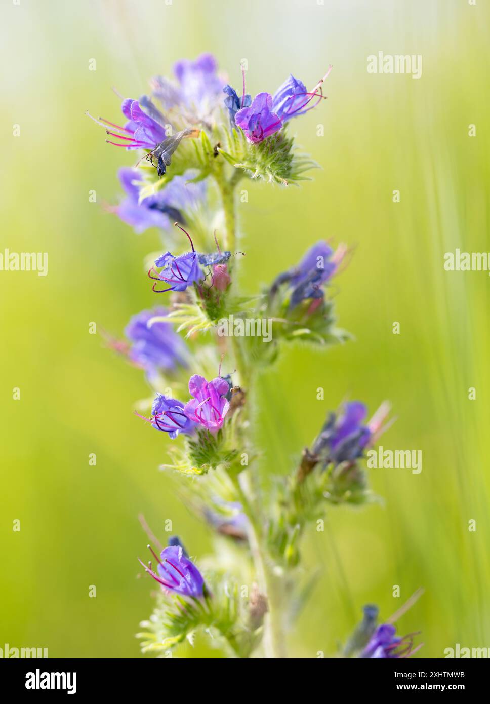 Viper’s Bugloss Wildblume in einem Moor im Algonquin Park im Sommer mit grünem Hintergrund Stockfoto