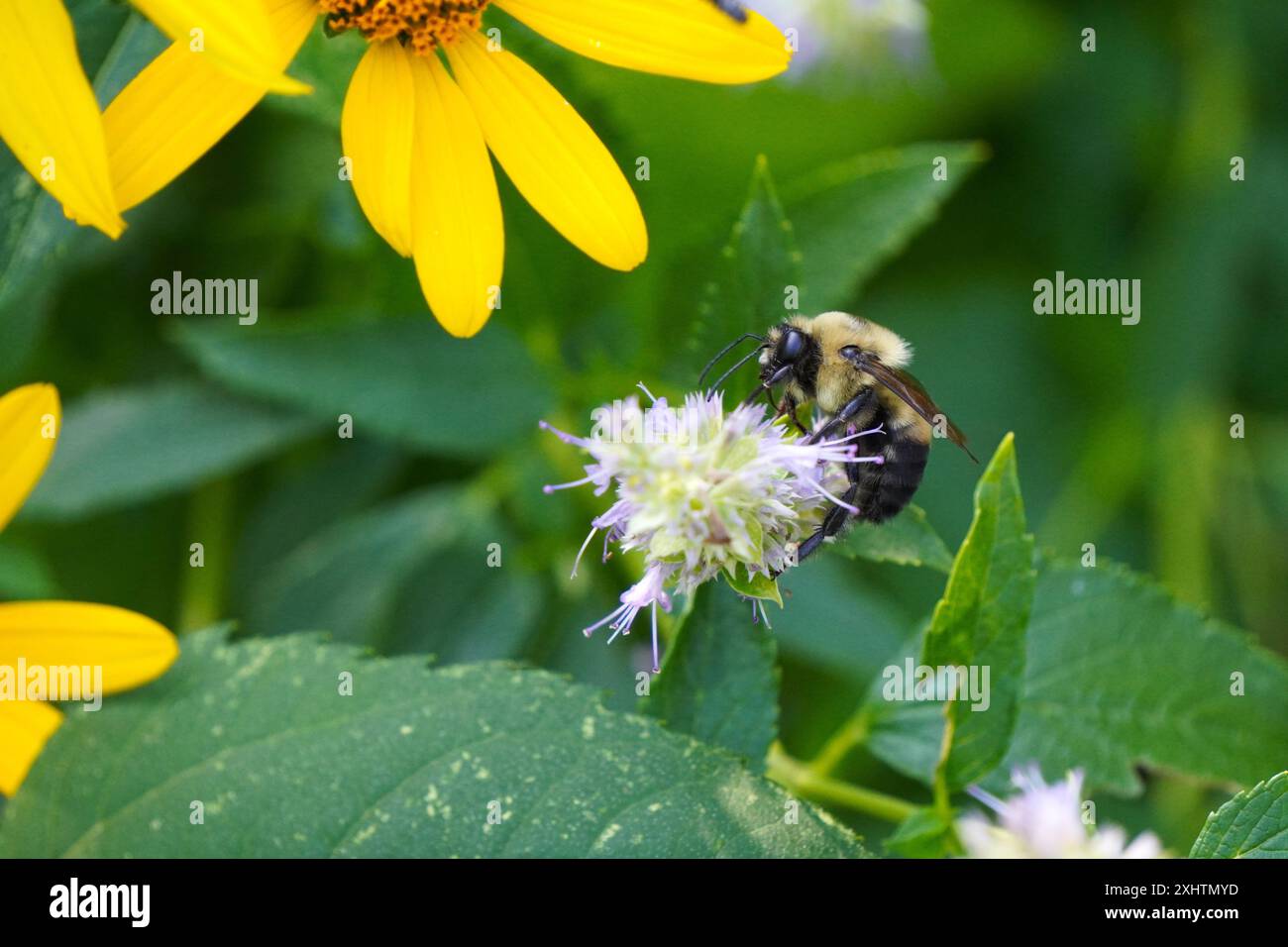 Hummel auf Anise Hyssop Stockfoto