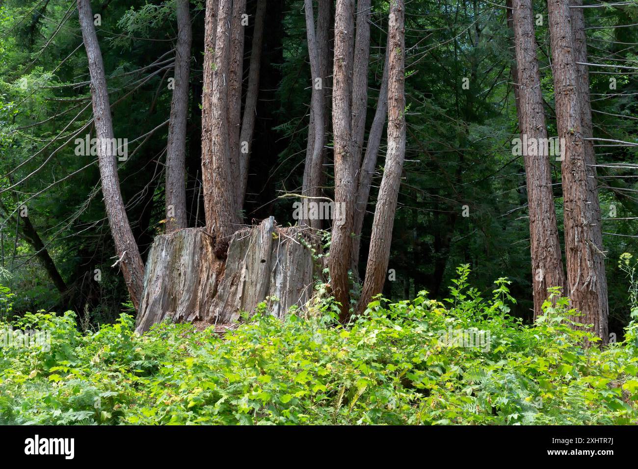 Rotholzstumpf, reife Sprossen (Elternbaum), Sequoia sempervirens, Del Norte County, Kalifornien Stockfoto