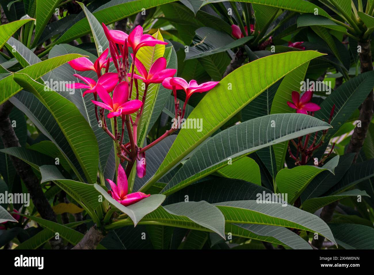 Selektiver Fokus Plumeria rubra oder Frangipani Blumen oder Kamboja. Erstaunlich von Plumeria-Blumen auf verschwommenem grünem Blatthintergrund. Stockfoto