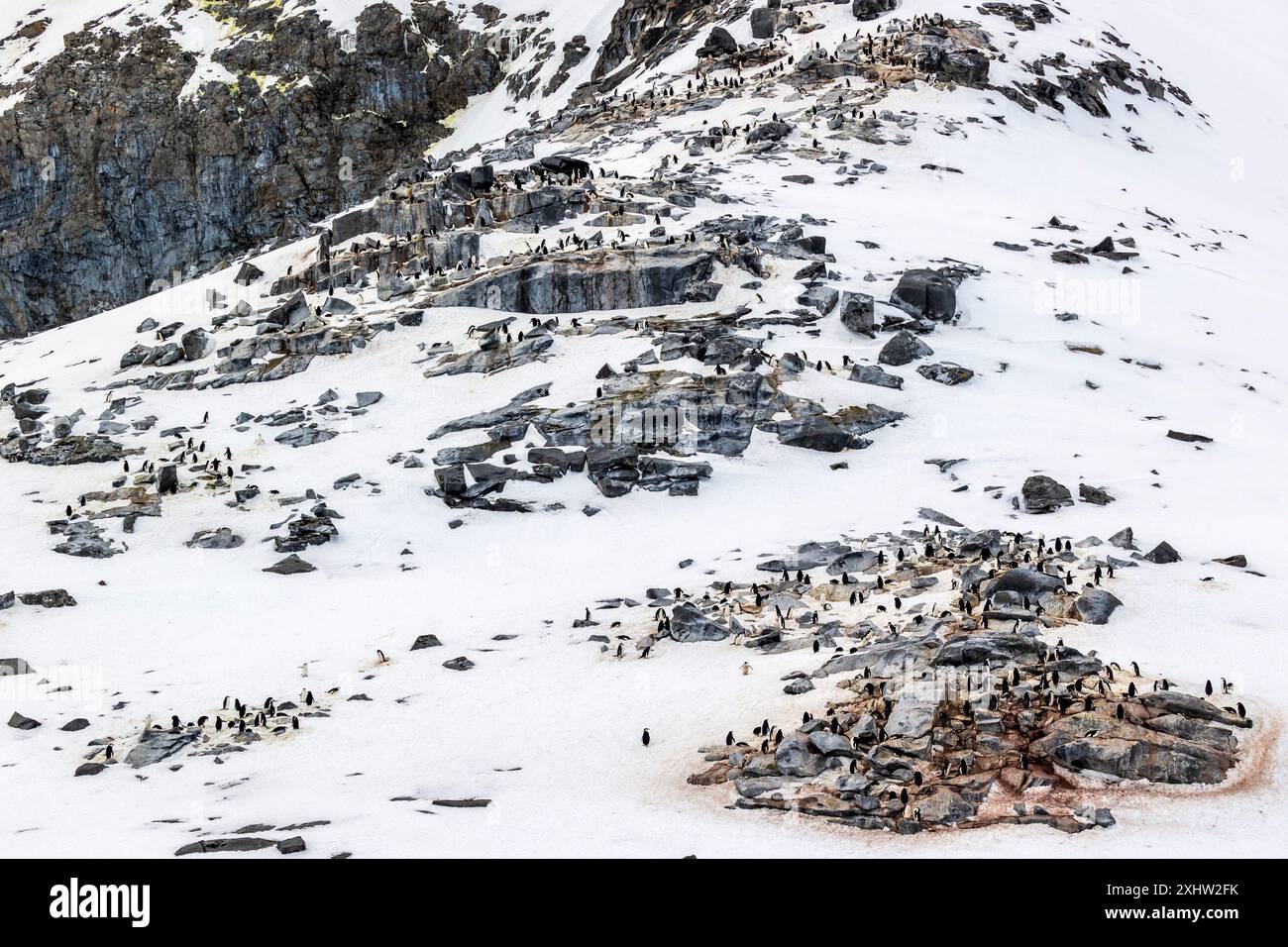 Kinnpinguin, Astrolabe Island, Antarktis, Mittwoch, 22. November, 2023. Foto: David Rowland / One-Image.com Stockfoto