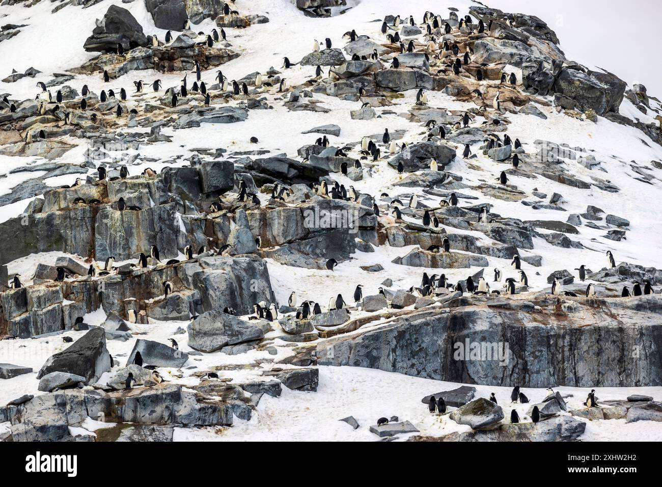 Kinnpinguine, Astrolabe Island, Antarktis, Mittwoch, 22. November, 2023. Foto: David Rowland / One-Image.com Stockfoto