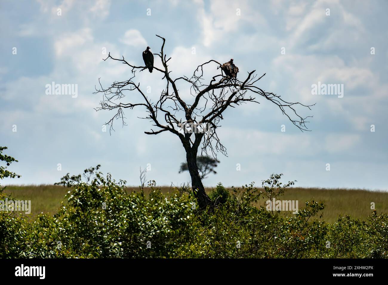 Das Sammelnomen für Geier ist ein Komitee. Sie trafen sich auf einem toten Baum im Kruger-Nationalpark Stockfoto