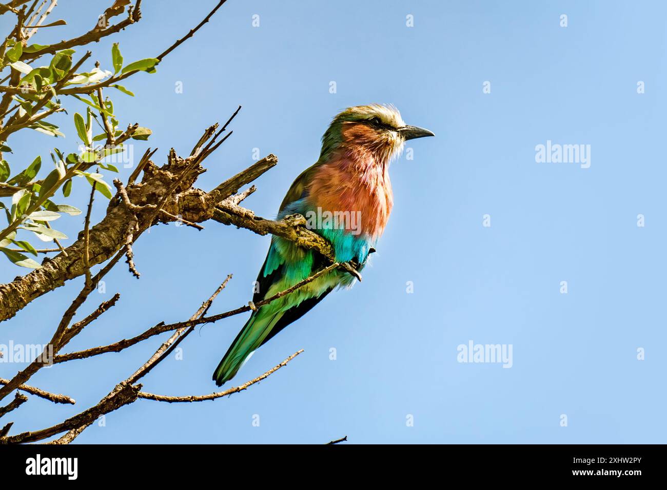 Fliederbrust (Coracias caudatus), beobachtet im Etosha-Nationalpark (Kunene-Region, Nordwesten Namibias, Afrika). Ein bunter Vogel sitzt o Stockfoto