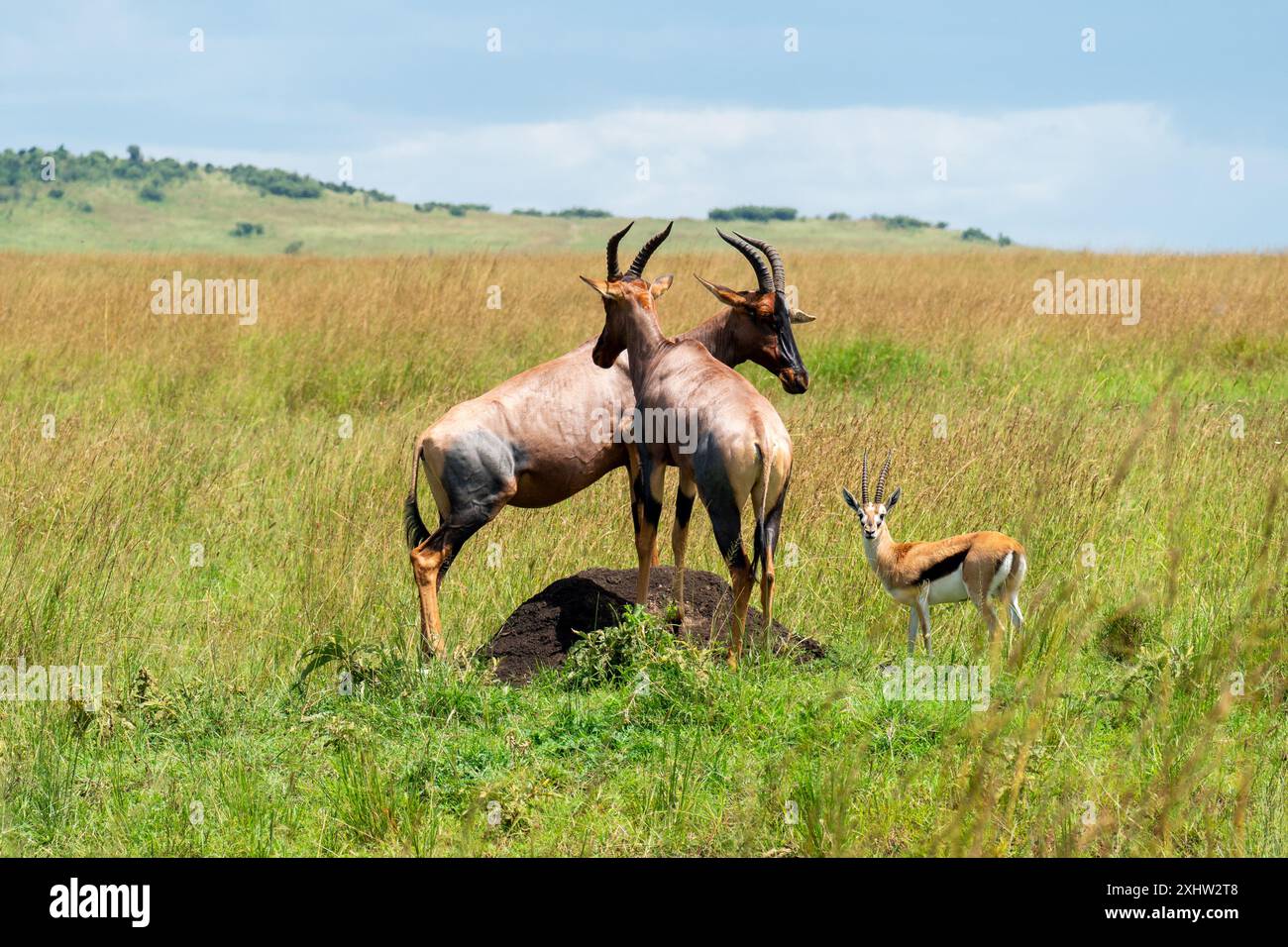 Topi (Damaliscus jimela), Ishasha National Park, Uganda Stockfoto