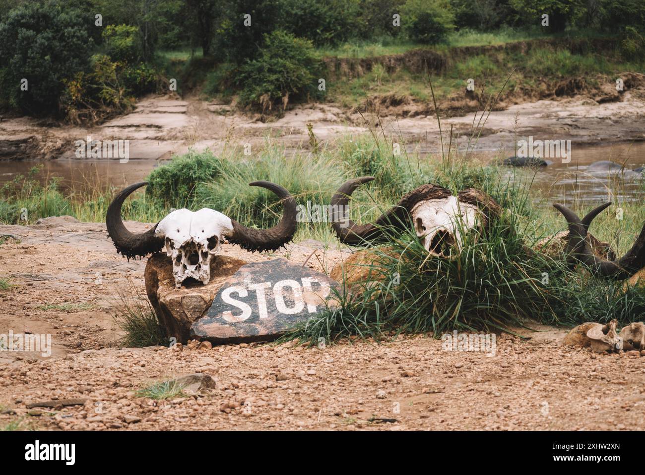 Ein Büffelschädel und ein Stoppschild, das vor Gefahr warnt. Warnung vor der Gefahr von Raubtieren im Masai Mara Nationalpark in Kenia. Ostafrika Stockfoto