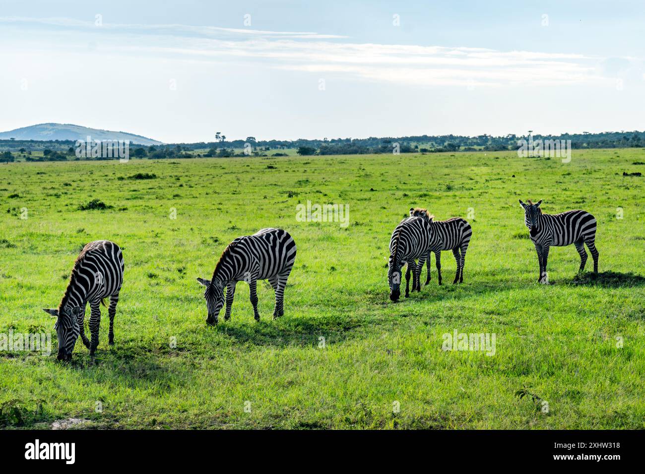Zebras essen auf grünem Gras. Tiere in freier Wildbahn im Kenia-Nationalpark. Afrika. Ein afrikanisches Safari-Abenteuer. Stockfoto