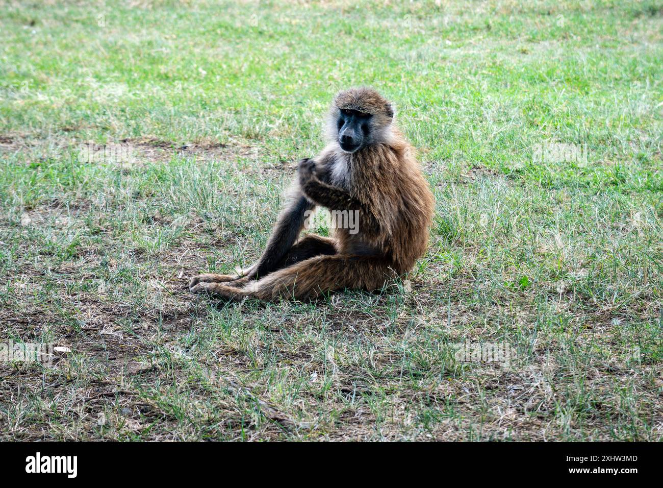 Der Affe sitzt auf dem grünen Gras Stockfoto