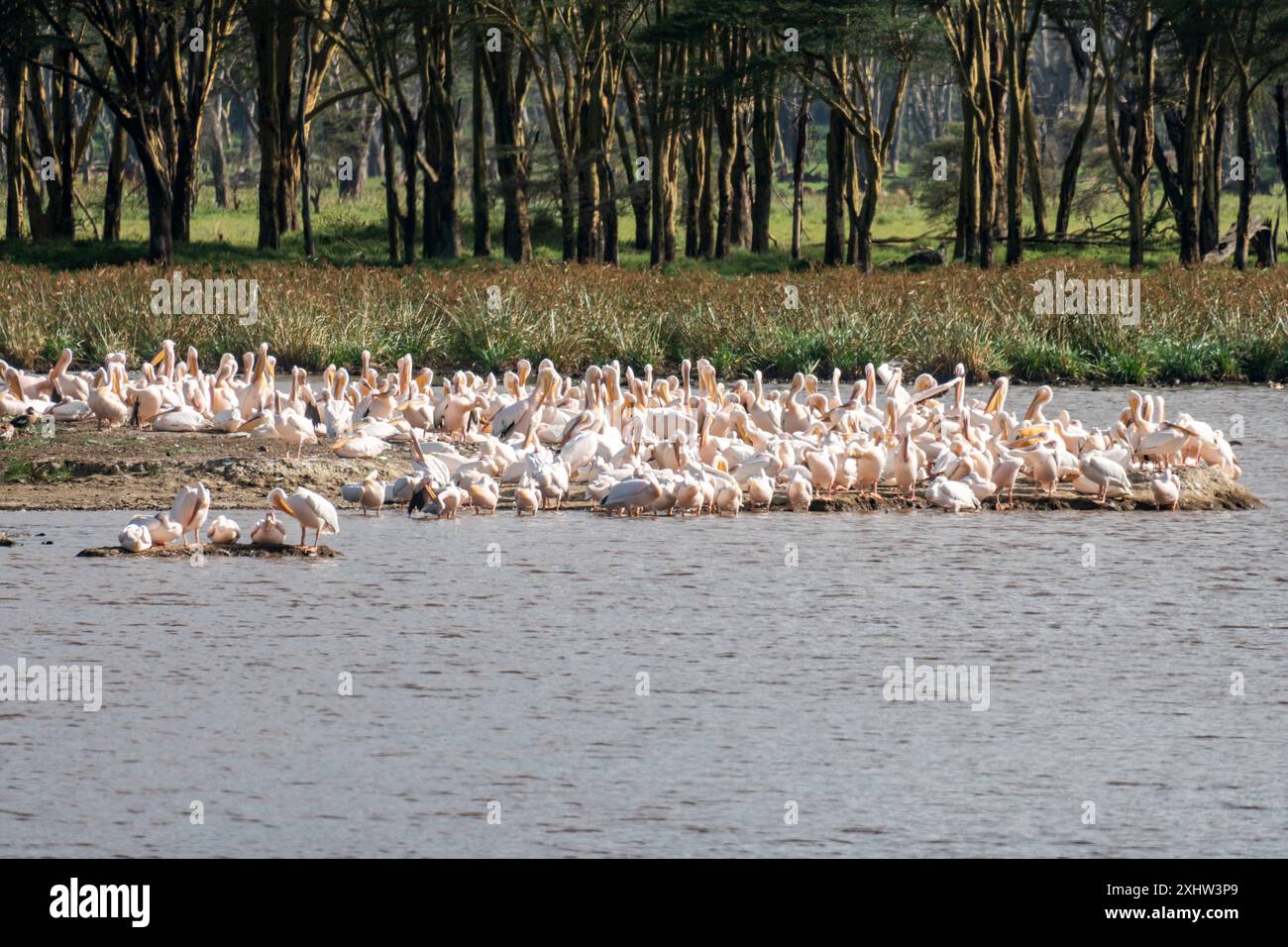 pelicaner auf dem naivasha See in kenia, esat afrika Stockfoto