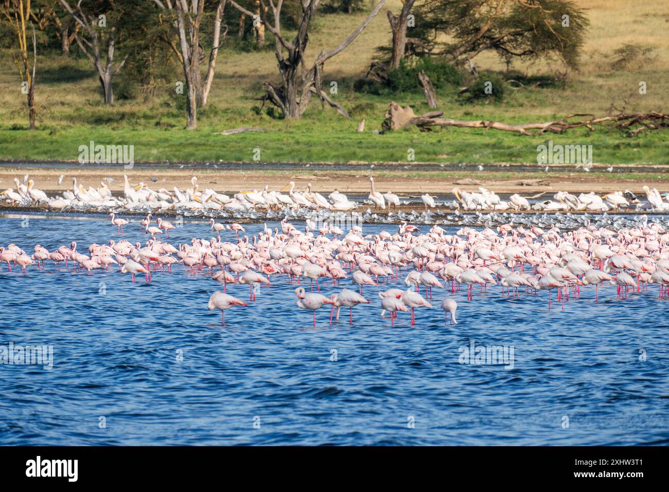 Afrika. Kenia. Lake Nakuru. Flamingo. Flamingos-Herde. Die Natur Kenias. Vögel Afrikas. Stockfoto
