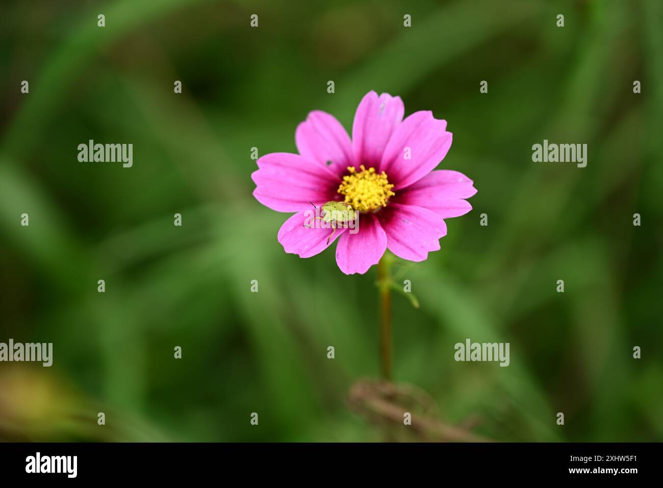 Eine Nahaufnahme einer rosafarbenen Kosmos-Blume mit einem kleinen grünen Insekt darauf. Die Blüte hat eine gelbe Mitte und ist in voller Blüte. Stockfoto