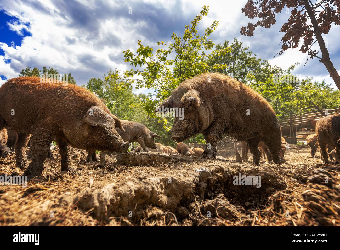 Schweine genießen ihren Tag auf einem Bauernhof, essen und spielen im Schlamm an einem sonnigen Tag Stockfoto