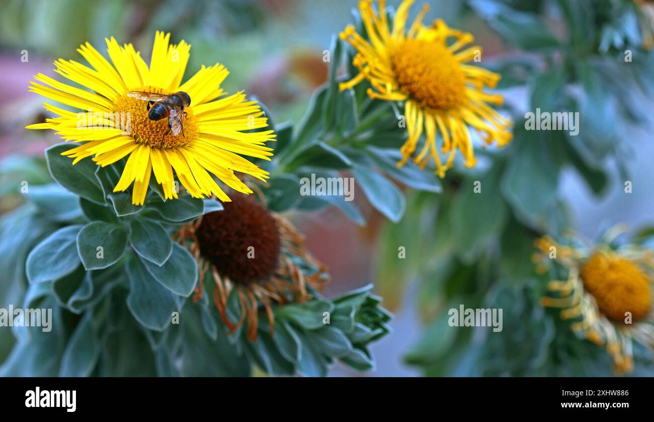 Eine hoverfly sitzt auf dem gelben Gänseblümchen-ähnlichen Blütenkopf einer Asteriscus Nauplius intermedius Pflanze (Jorjado). Juni, Gemäßigtes Haus, Kew Gardens Stockfoto Eine hoverfly sitzt auf dem gelben Gänseblümchen-ähnlichen Blütenkopf einer Asteriscus Nauplius intermedius Pflanze (Jorjado). Juni, Gemäßigtes Haus, Kew Gardens Stockfoto