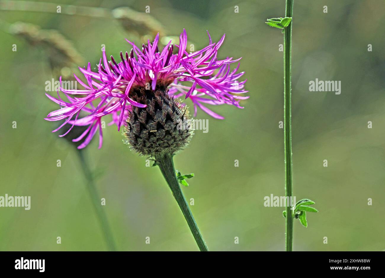 Ein gemeiner Knapweed (Centaurea Nigra, Black Knapweed) mit einem distelartigen lila Blütenkopf, der auf einer Wildblumenwiese in England wächst. Juni. Nahaufnahme Stockfoto Ein gemeiner Knapweed (Centaurea Nigra, Black Knapweed) mit einem distelartigen lila Blütenkopf, der auf einer Wildblumenwiese in England wächst. Juni. Nahaufnahme Stockfoto