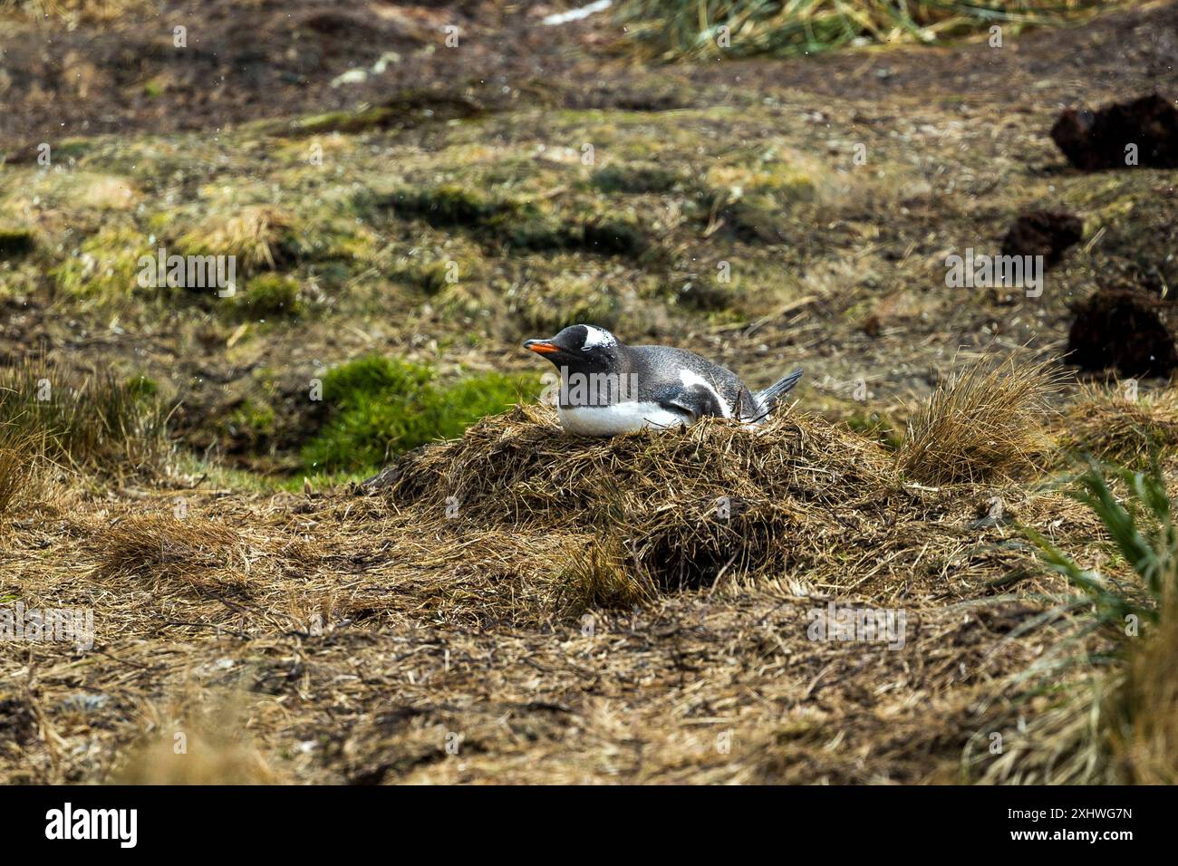 Gentoo-Pinguin, Godthul, Südgeorgien, Montag, 27. November, 2023. Foto: David Rowland / One-Image.com Stockfoto