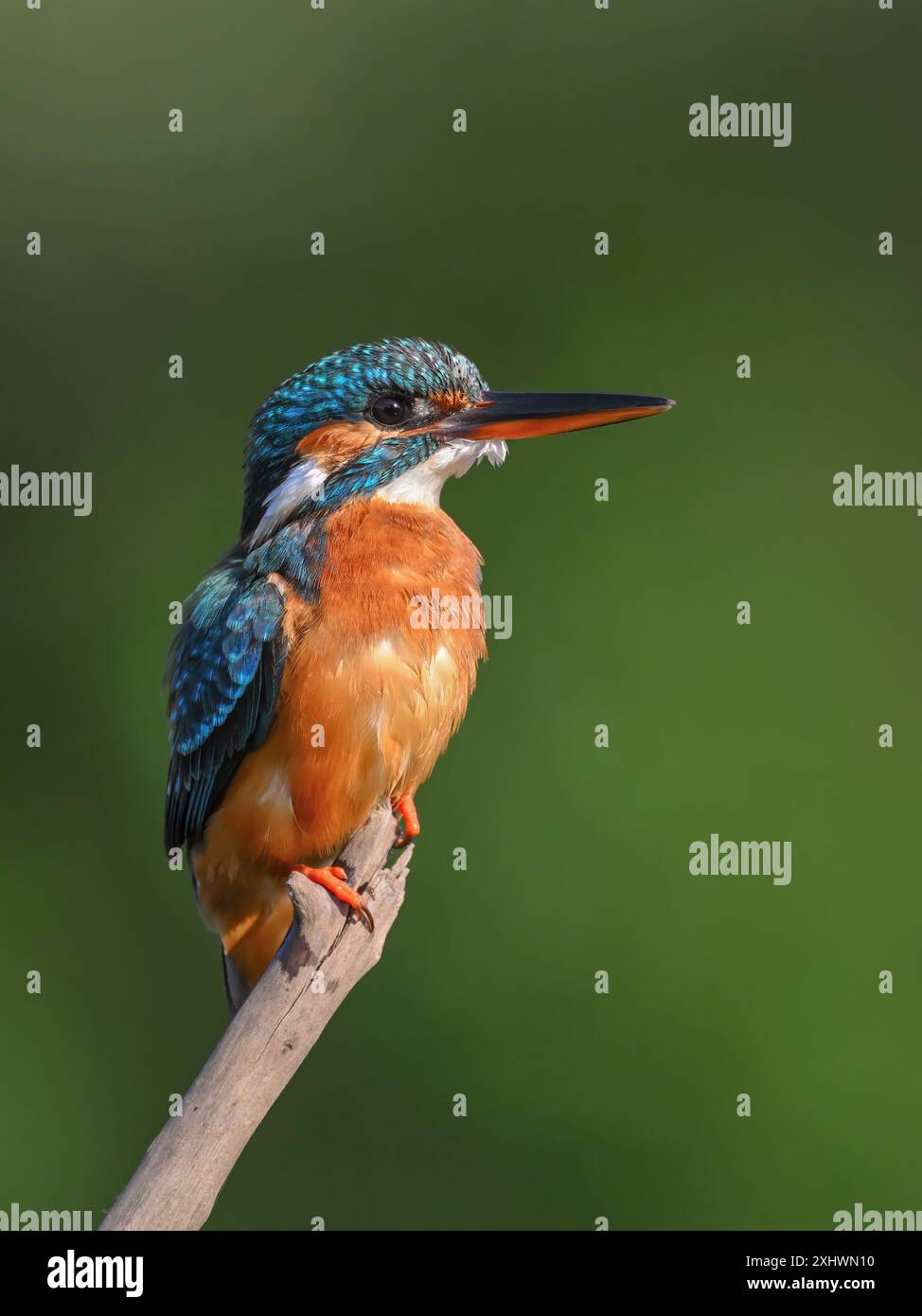 Ein gemeiner Eisvogel, ein kleiner und schöner Vogel, der in der Nähe von Gewässern lebt. Das Hauptessen ist Fisch. Stockfoto