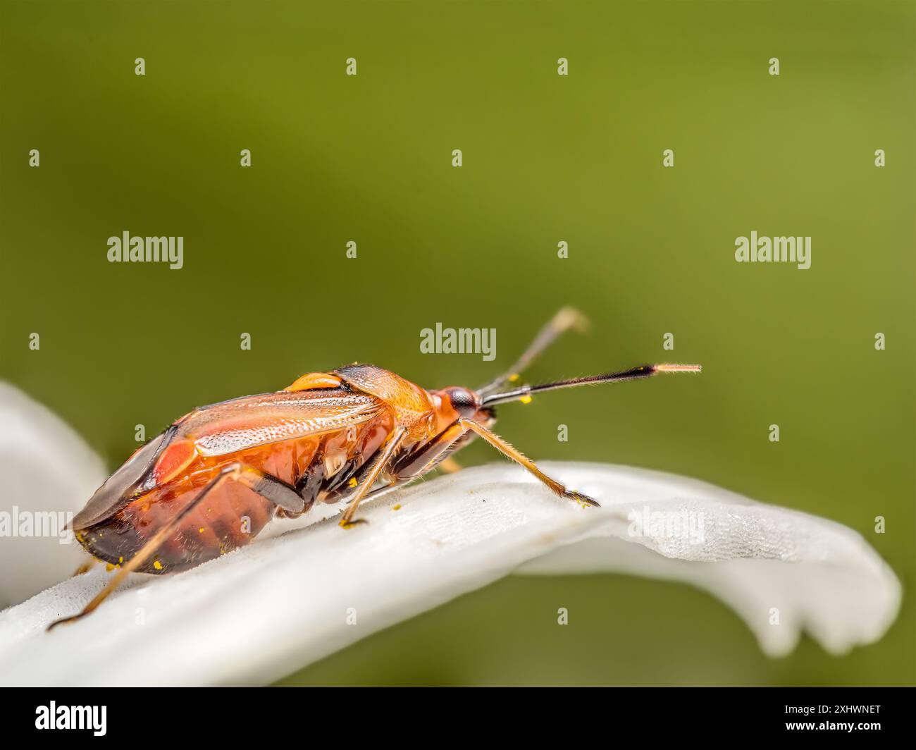 Großaufnahme von rot geflecktem Pflanzenkäfer, der auf weißen Blütenblättern sitzt Stockfoto