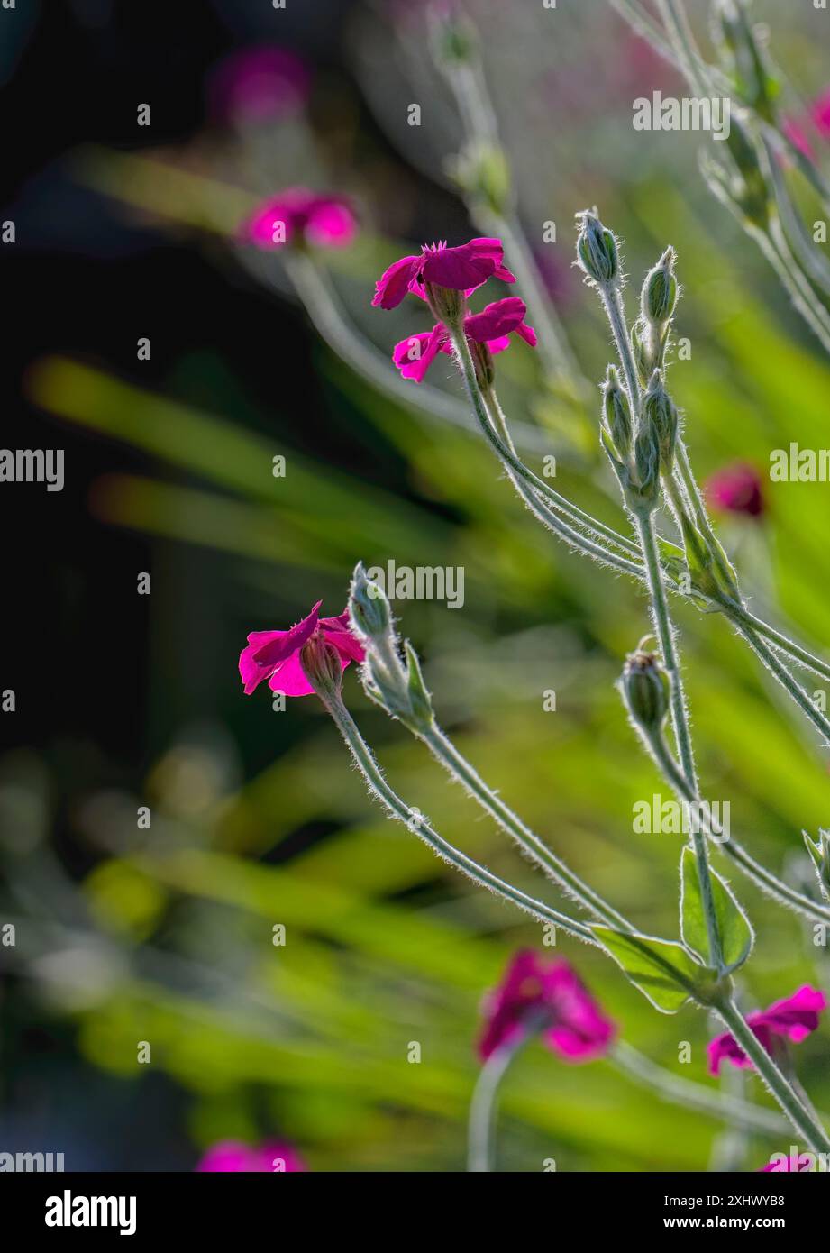 Hinterleuchteter Samenkopf und dunkelrosa Blüten von Rose campion Stockfoto