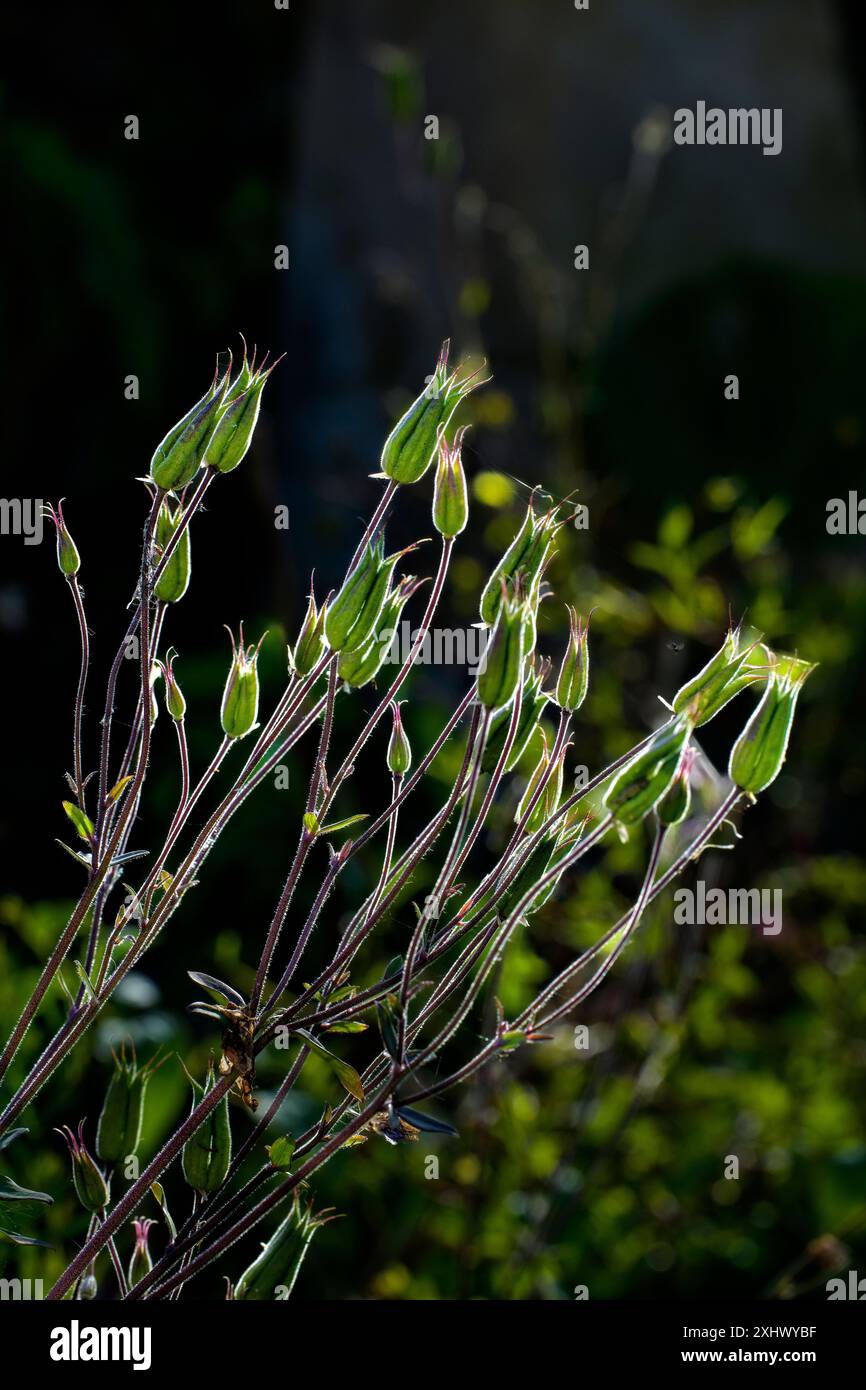 Hinterleuchteter Samenkopf von Rose campion Blüten Stockfoto