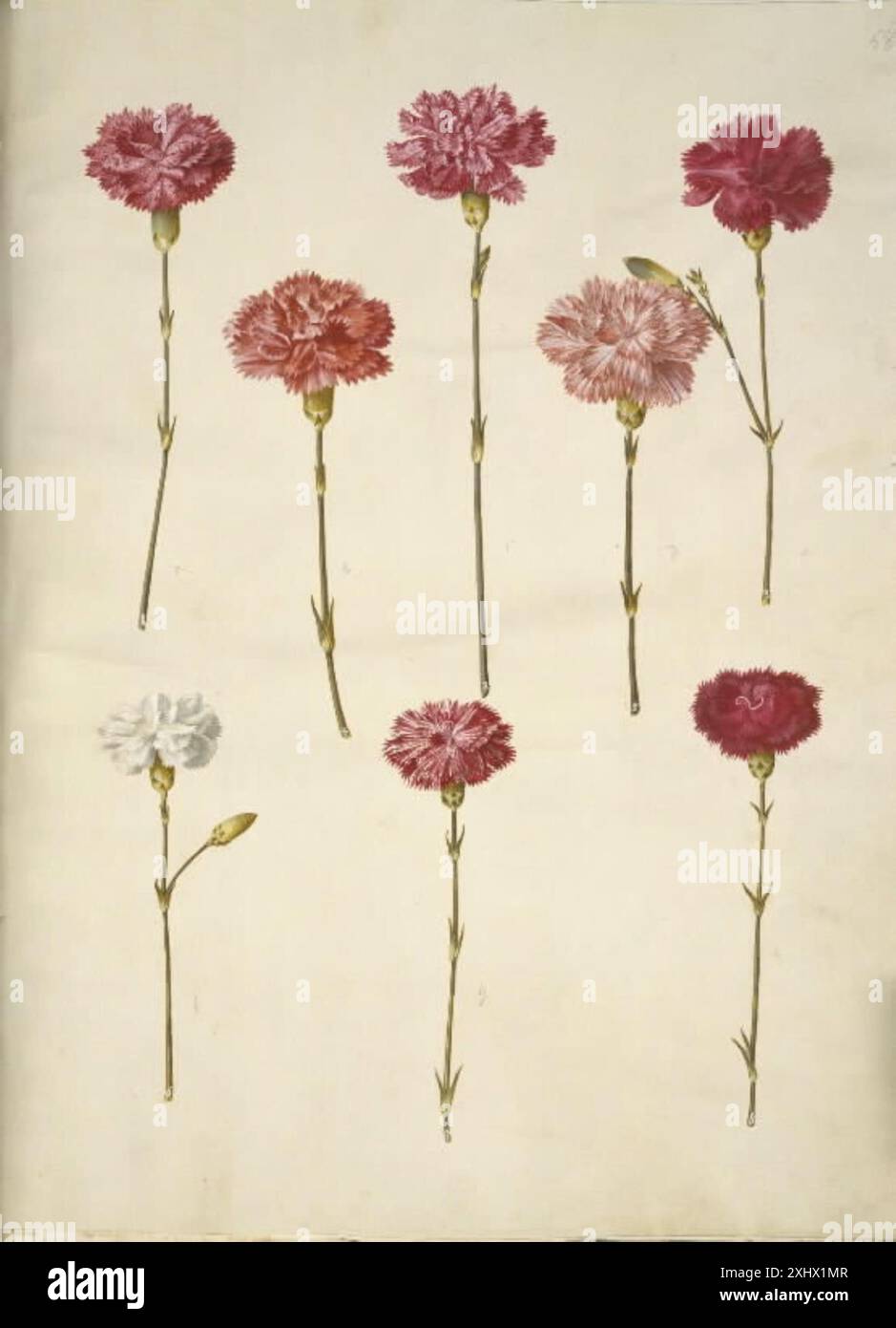 Die Abbildung zeigt Dianthus caryophyllus, oder Gartennelke, gemalt in Gouache von Hans Simon Holtzbecker und Maria Sibylla Merian zwischen 1610 und 1717. Sie ist in einer königlichen Sammlung von Blumenzeichnungen aus dem Jahr 1849 erhalten. Stockfoto