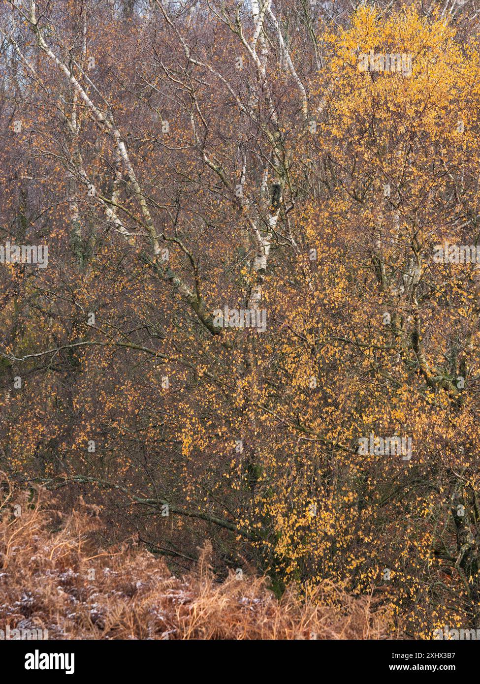 Landschaft und Wald von South Shropshire, von Bury Gratches, einem Ironage Hill Fort in der Nähe von Clun, Shropshire, Großbritannien Stockfoto