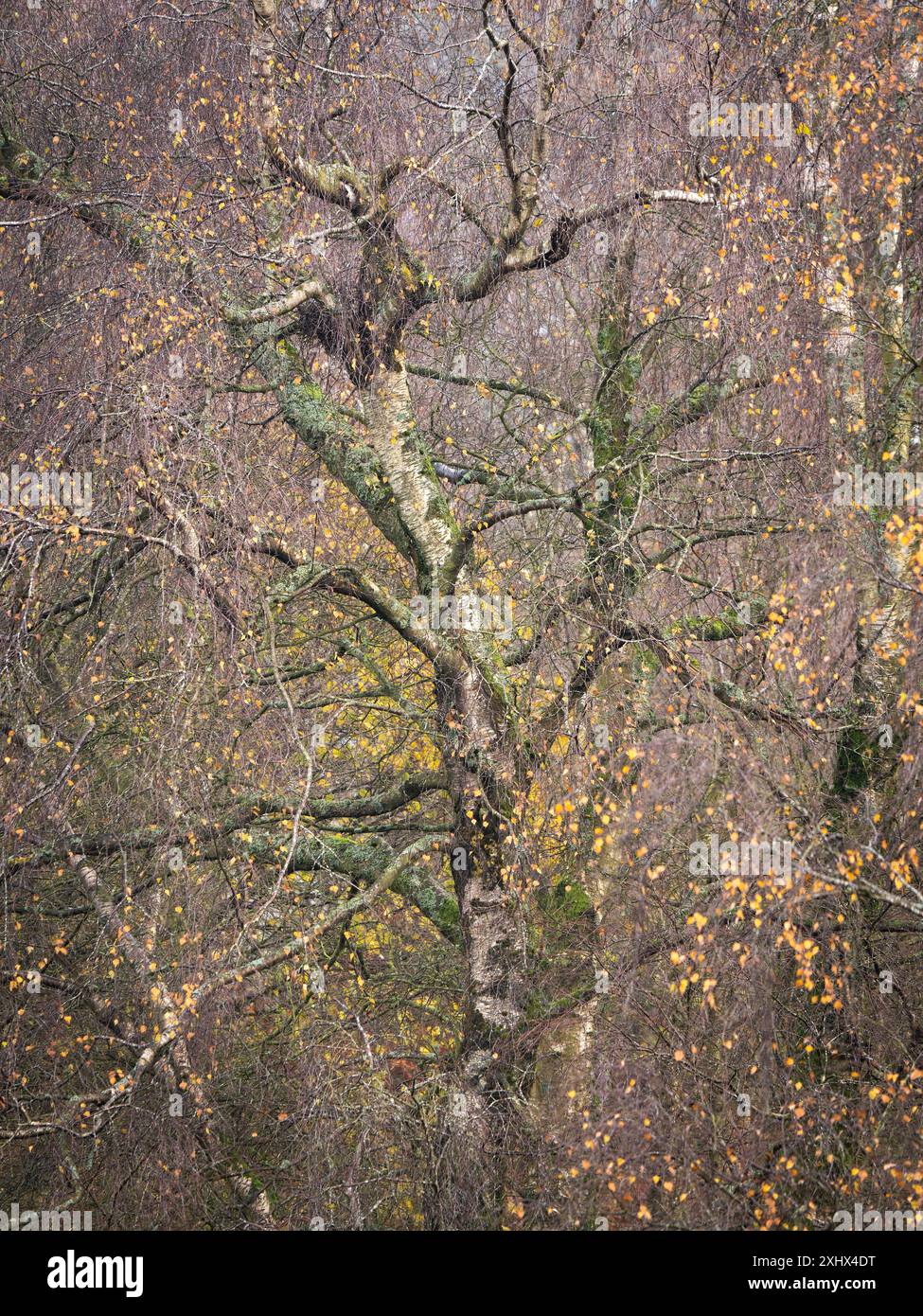 Landschaft und Wald von South Shropshire, von Bury Gratches, einem Ironage Hill Fort in der Nähe von Clun, Shropshire, Großbritannien Stockfoto