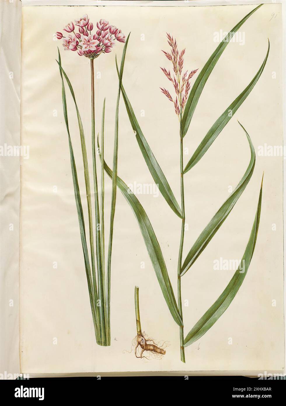 Die Abbildung zeigt Butomus umbellatus (blühender Rausch) und Phragmites australis (gemeines Schilf), die von Holtzbecker und Merian mit Gouache und Zeichnung erstellt wurden und botanische Merkmale hervorheben. Stockfoto